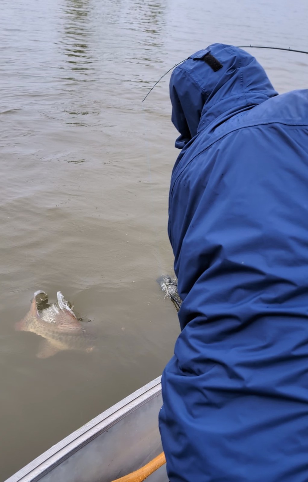 Le poisson qui roule en surface le long de la chaloupe, gueule ouverte, pendant que BOBE se penche au-dessus du plat-bord.